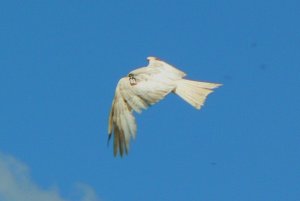 White Kite