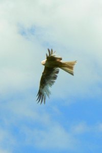 Leucistic Red Kite