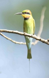 Rainbow Bee-eater