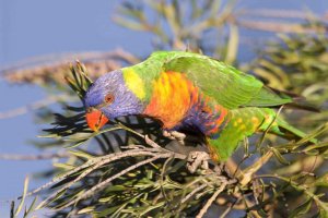 Rainbow Lorikeet