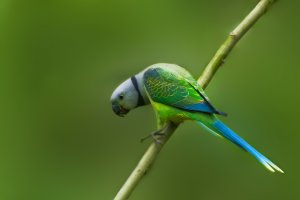 Malabar Parakeet (female)