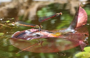 Large Red Damselflies