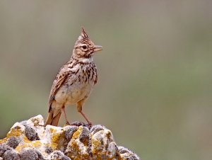 Whispering Thekla Lark