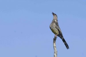 Red Wattlebird