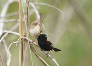 Red-backed Fairywrens