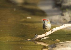 Red-browed Finch