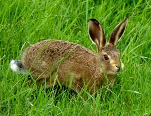 young hare nr snetisham