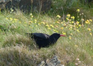 chough at southstack