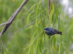 Cerulean Warbler