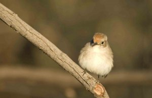 Red-capped Robin