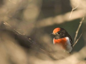 Red-capped Robin