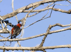 Red-headed Honeyeater