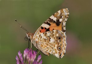 Painted Lady