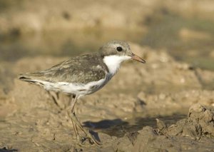 Red-kneed Dotterel