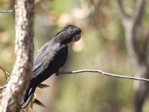 Red-tailed Black Cockatoo