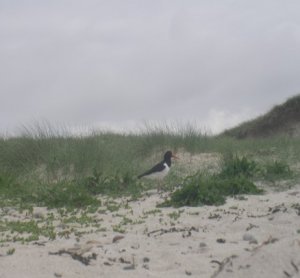 Oystercatcher