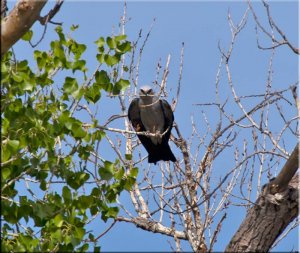 Mississippi Kite