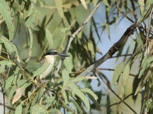 Sacred Kingfisher