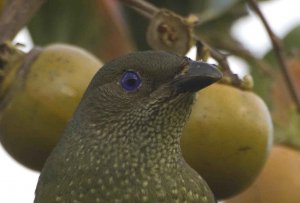 Satin Bowerbird