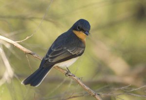 Satin Flycatcher