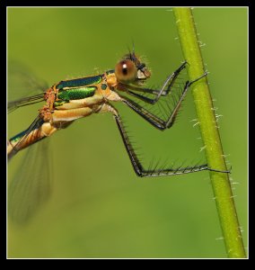 Emerald Damselfly (female)