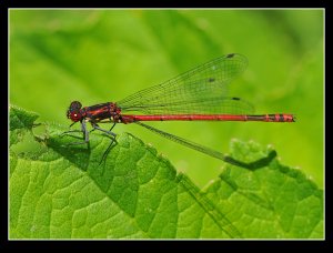 Large Red Damselfly