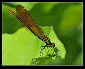 Banded Demoiselle