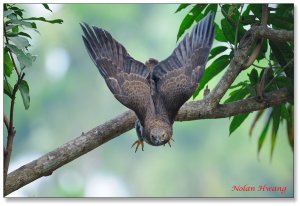 Oriental Honey Buzzard