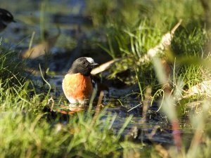 Scarlet Robin