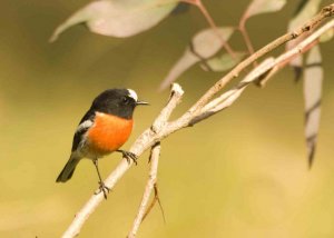 Scarlet Robin