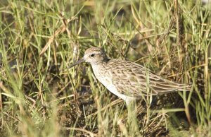 Sharp-tailed Sandpiper