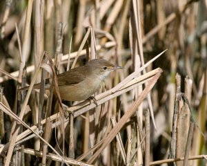 Reed Warbler