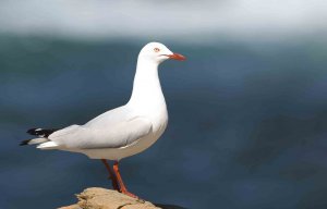 Silver Gull