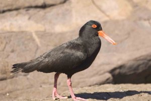 Sooty Oystercatcher