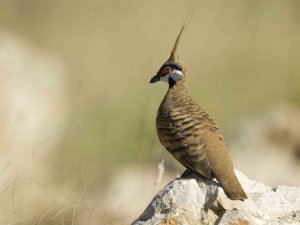 Spinifex Pigeon