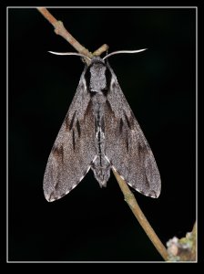 Pine Hawkmoth