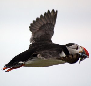 Puffin in flight