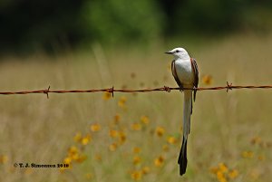 Scissor-tailed Flycatcher