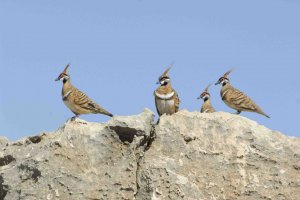 Spinifex Pigeons