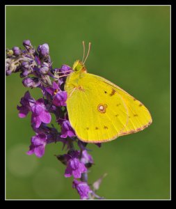 Clouded Yellow