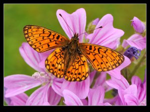 Small Pearl Bordered