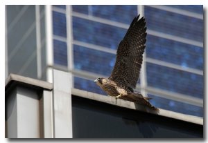 Peregrine Juvenile (sad news)