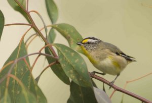 Striated Pardalote