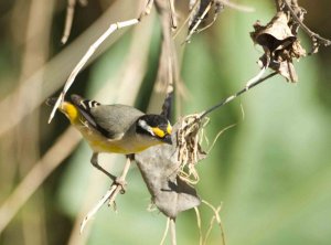 Striated Pardalote