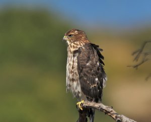 Young Cooper's Hawk