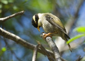 Strong-billed Honeyeater