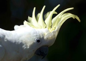 Sulfer-crested Cockatoo