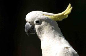 Sulfer-crested Cockatoo