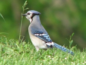 Blue Jay