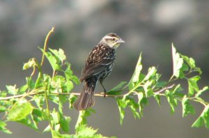 Red-winged Blackbird, female